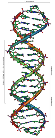 190px-DNA_Overview