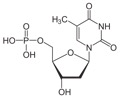 1200px-Desoxythymidinmonophosphat_protoniert.svg
