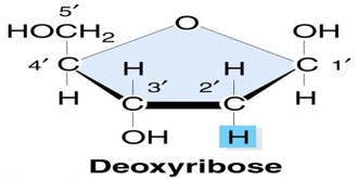 Deoxyribose0