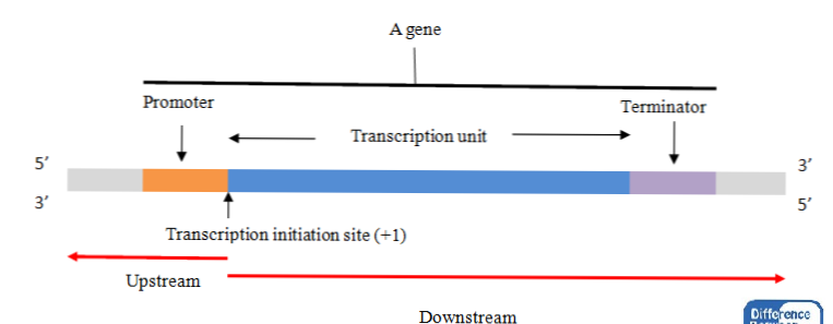 difference-between-upstream-and-downstream-dna