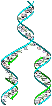 File-DNA_replication_split.svg
