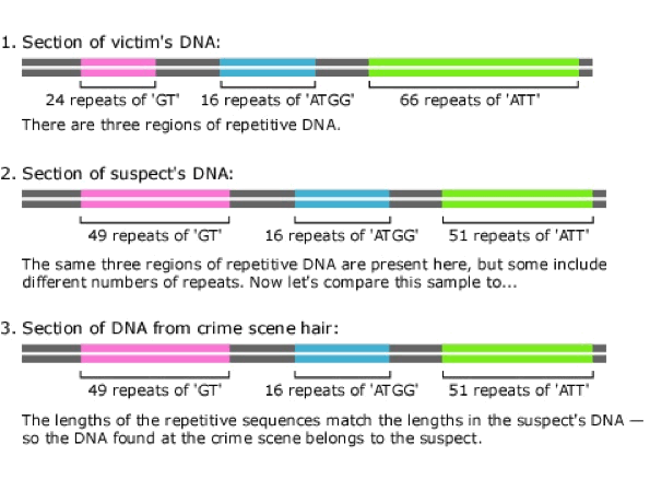 98384_evo_resources_resource_image_368_original