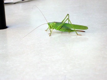 sprinkhaan1