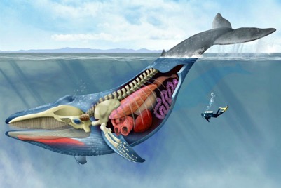 Blue-Whale-Anatomy