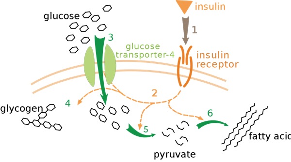 1200px-Insulin_glucose_metabolism_ZP.svg