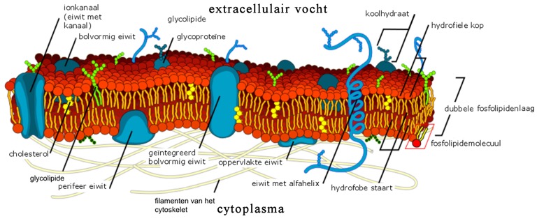 1920px-Cell_membrane_detailed_diagram_nl2