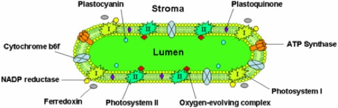 450px-Thylakoid_disc