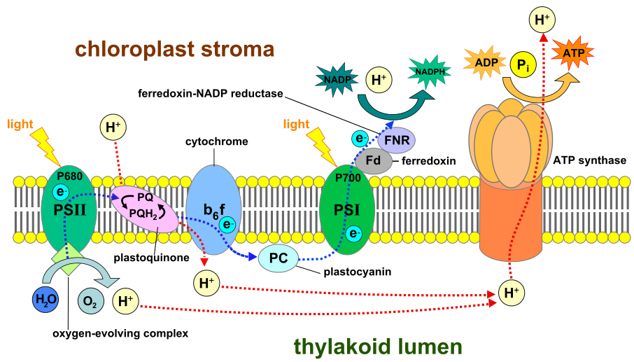 906px-Thylakoid_membrane_3.svg
