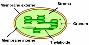Thylakoide