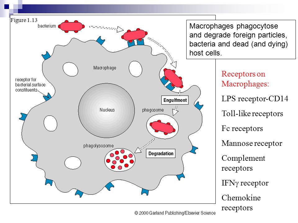 Receptors+on+Macrophages-+LPS+receptor-CD14+Toll-like+receptors