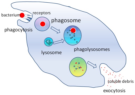 Phagocytosis2