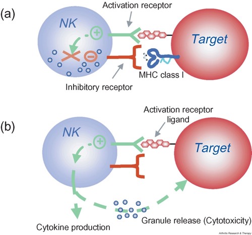 13075_2003_Article_1024_Fig1_HTML