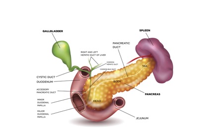 pancreas_spleen-5a7f1e75ba61770036318415
