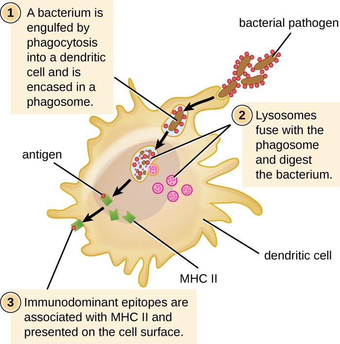OSC_Microbio_18_02_APC