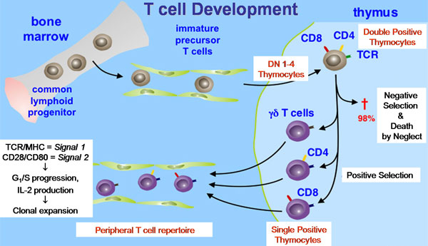 t-cell-dev