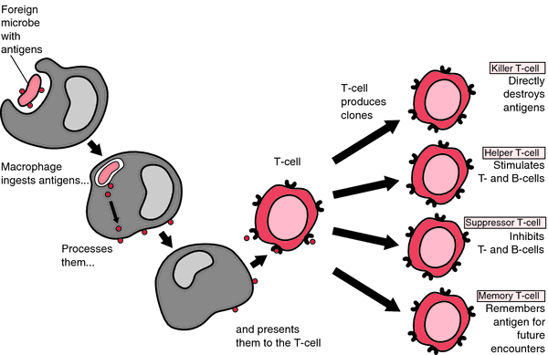 T+cells