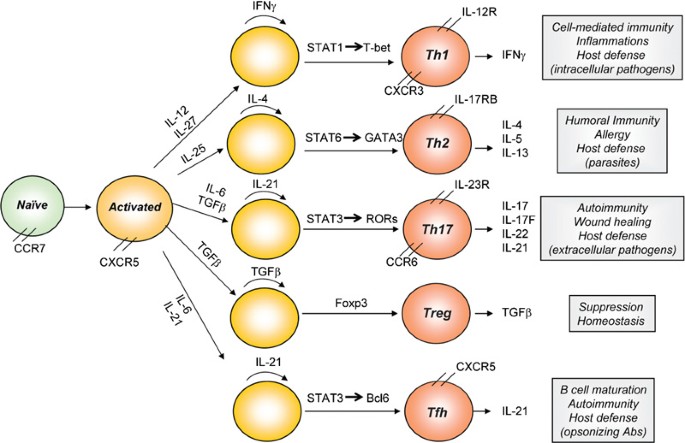 41423_2010_Article_BFcmi201024_Fig1_HTML