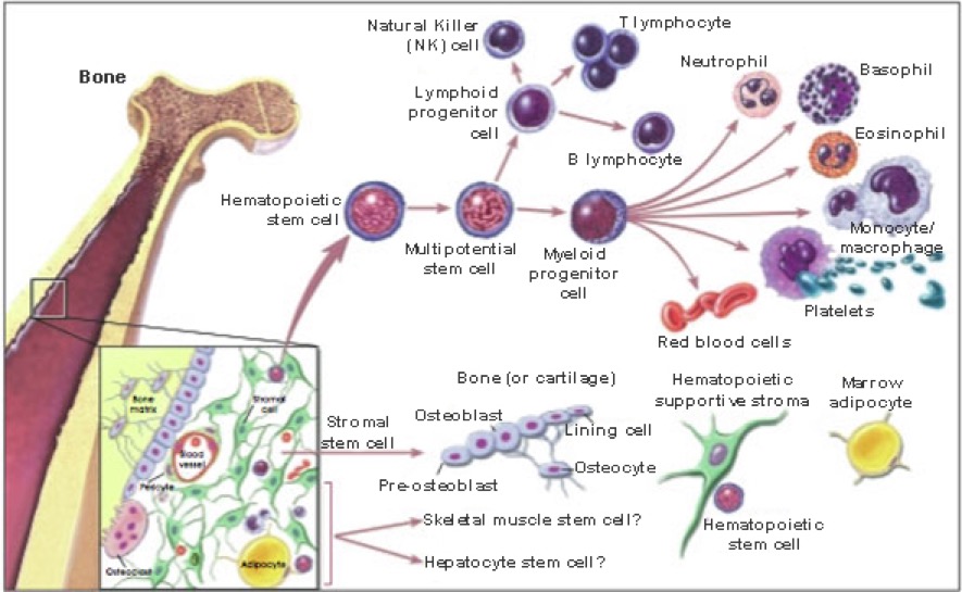 bone-marrow-stromal-cells