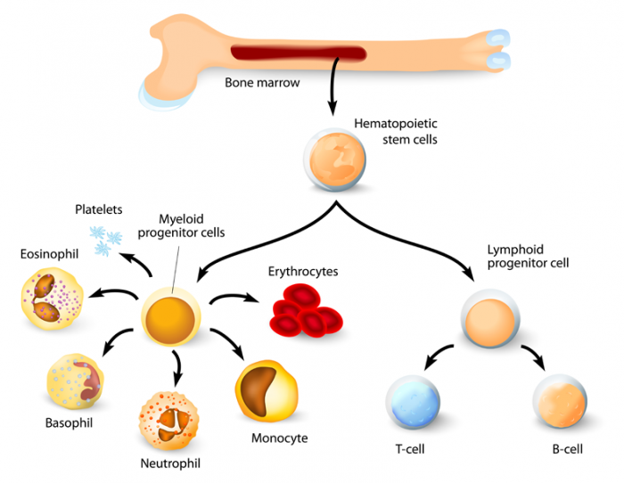 bone-marrow-with-stem-cells