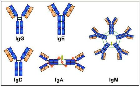 Immunoglobulins+types