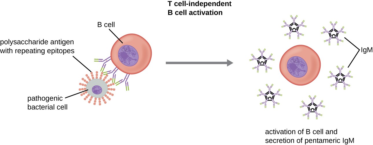 OSC_Microbio_18_04_indact