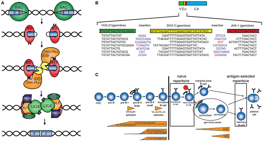 VDJ-recombination-and-B-cell-development-A-Schematic-overview-of-VDJ