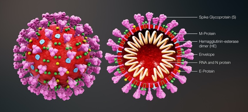 3d-medical-animation-coronavirus-structure-v2