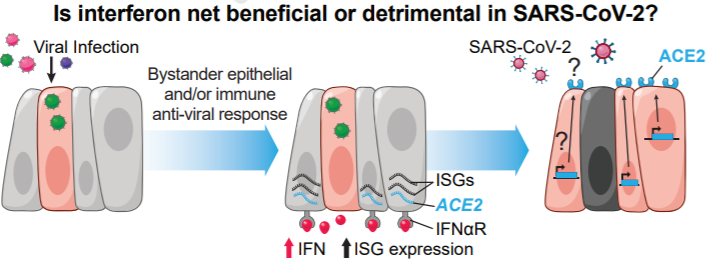 interferonFigure