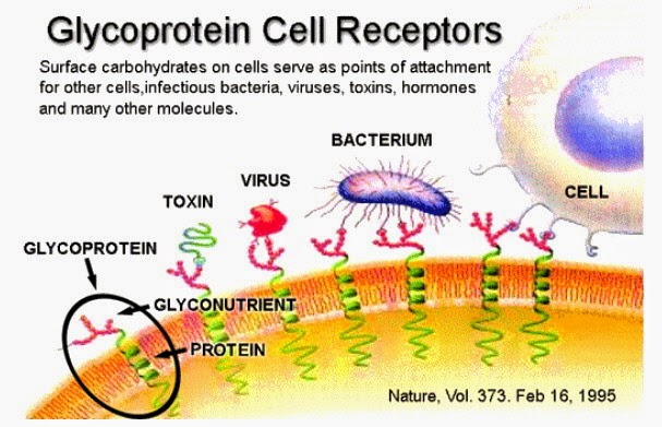 cell+receptors.JPG