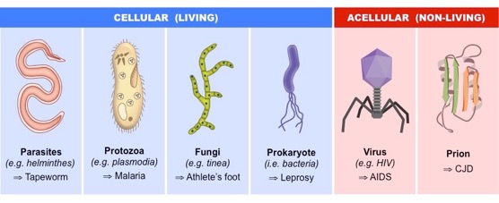 pathogens_med