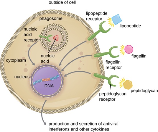 OSC_Microbio_17_04_PRR1
