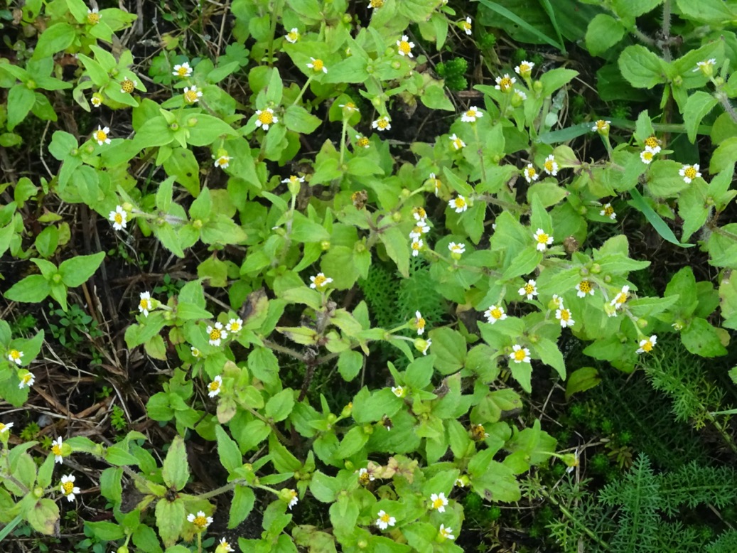 klein knopkruid