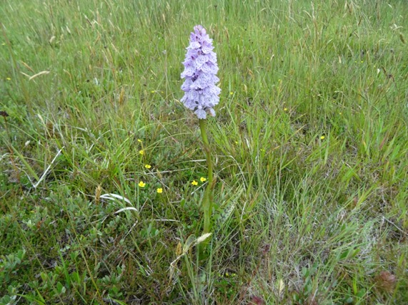 gevlekte orchis