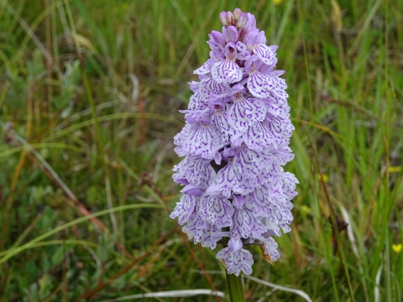 gevlkte orchis2
