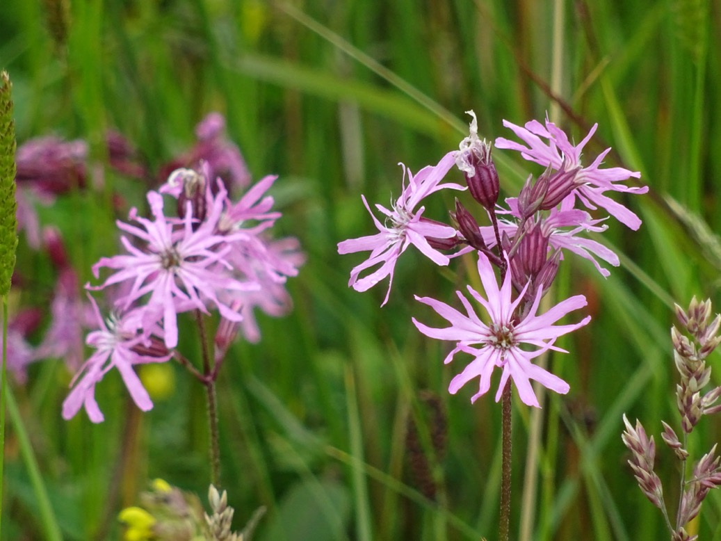 koekoeksbloem