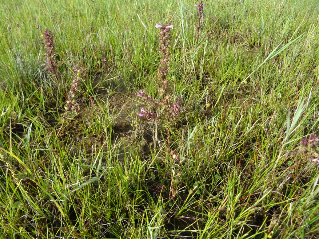 moeraskartelblad