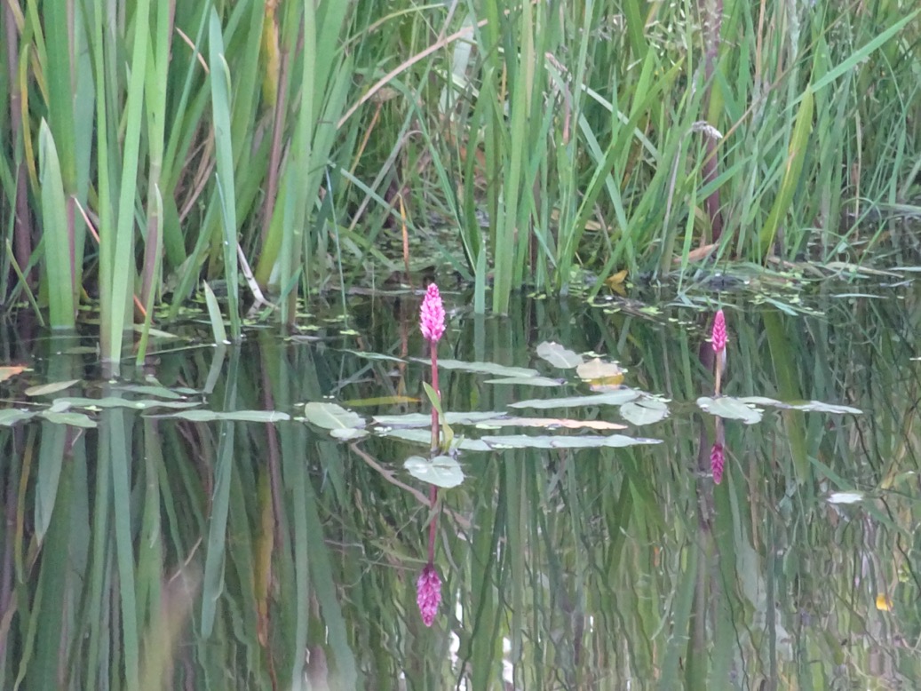Veenwortel - Persicaria amphibia 