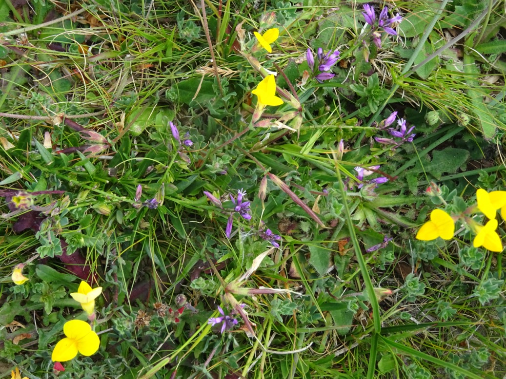 vleugeltjesbloem2