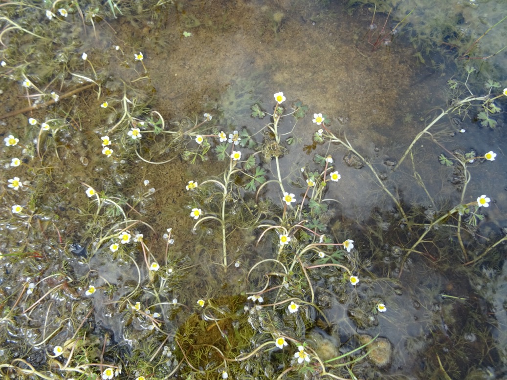 waterranonkel2
