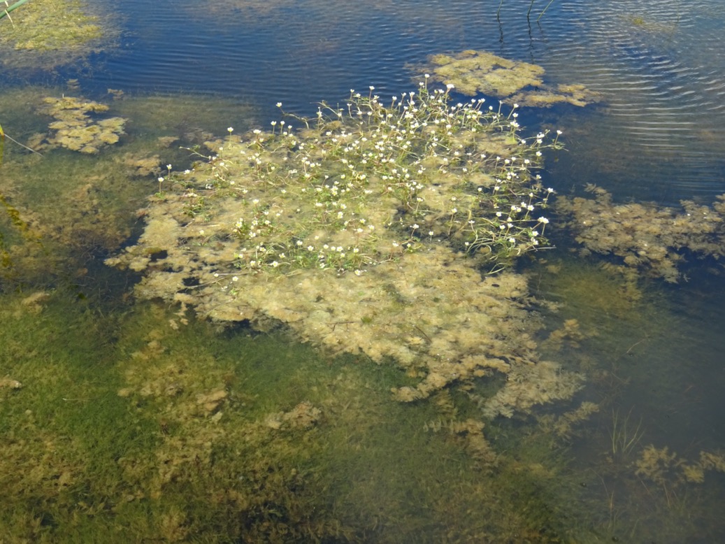 waterranonkel3