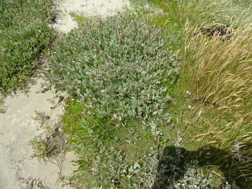 zoutmelde