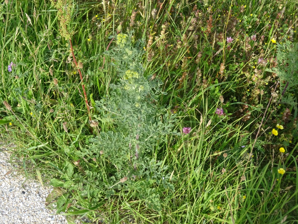 Duinkruiskruid (Jacobaea vulgaris subsp. dunensis)
