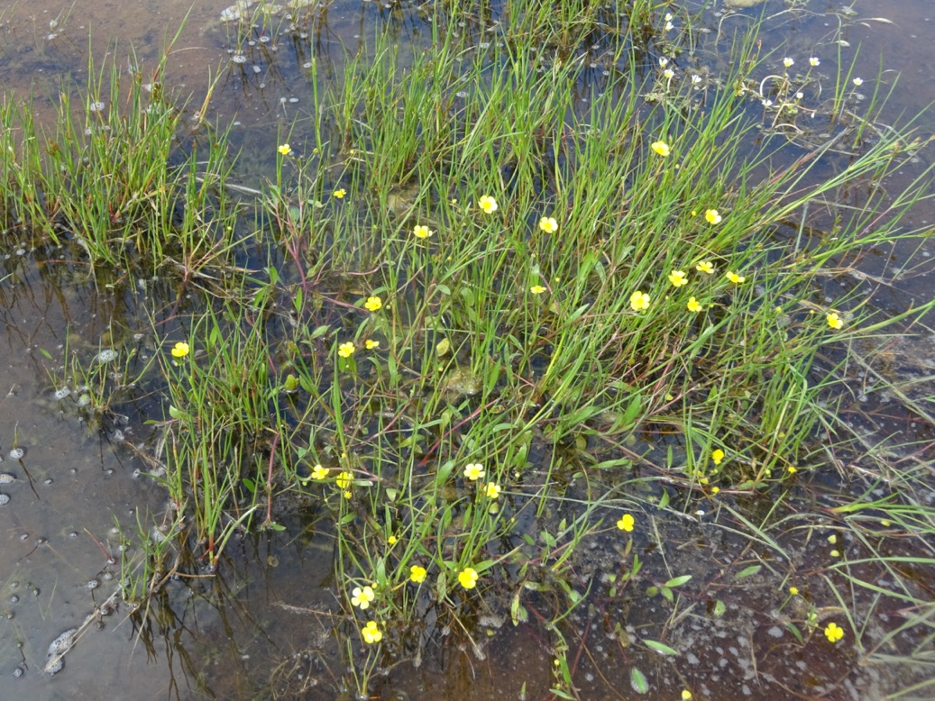 gulden boterbloemterschelling