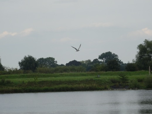 visdiefje