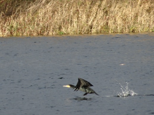 aalscholver start