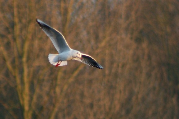Kokmeeuw jan2009