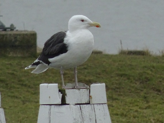 zilvermeeuw2lauwersoog