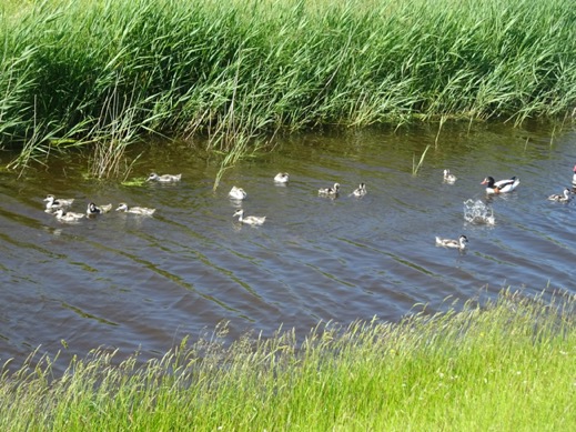 bergeendjes