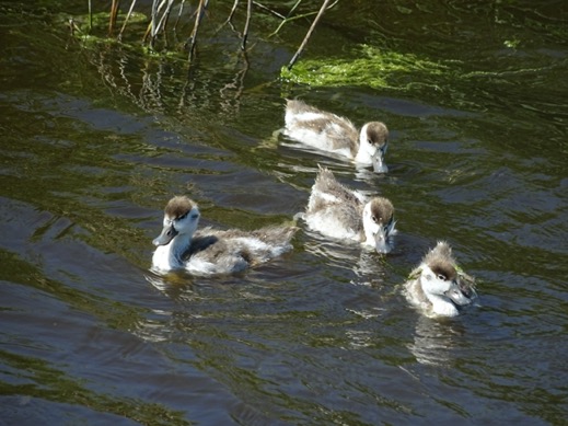 bergeendjes2