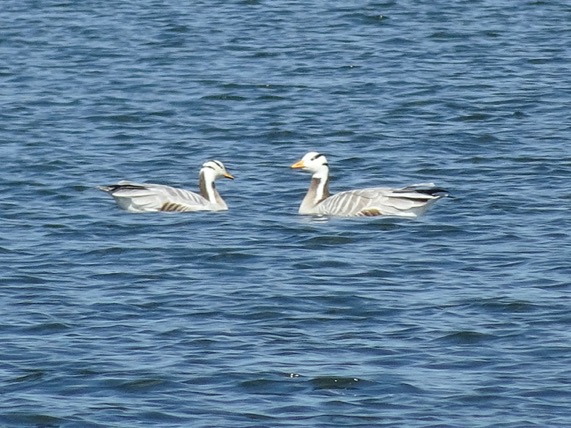 egyptische gans1